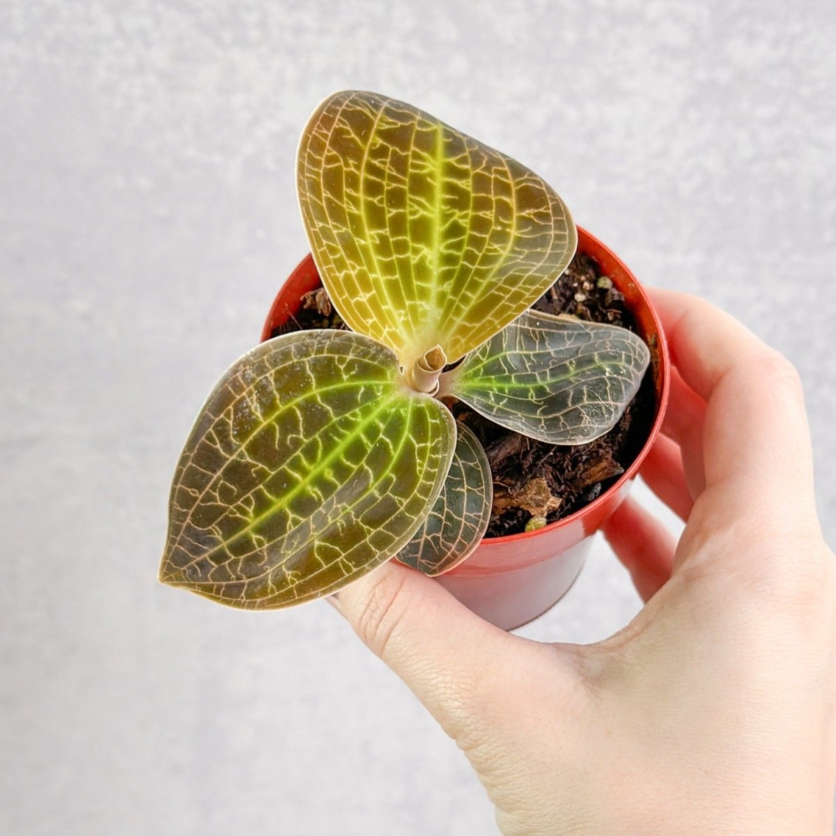  Macodes Sanderiana X Limii 'Gold Dust' - Gold Dust Jewel Orchid
