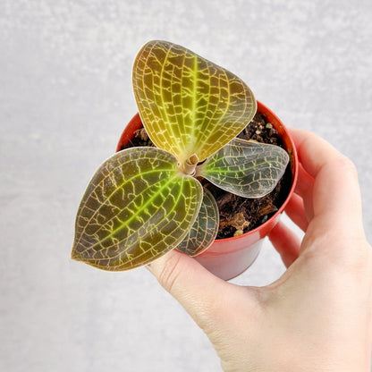 Macodes Sanderiana X Limii 'Gold Dust' - Gold Dust Jewel Orchid