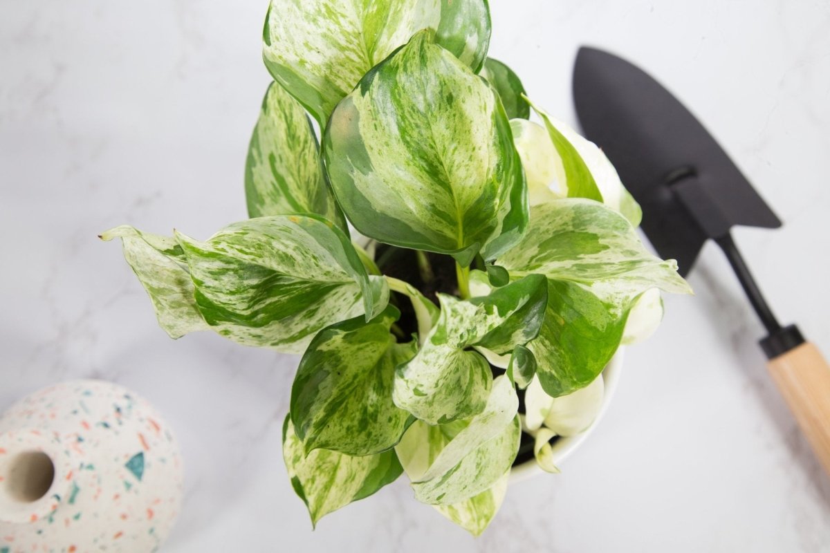  Epipremnum Aureum ‘Manjula’ Pothos - Rare Variegated Indoor Vine