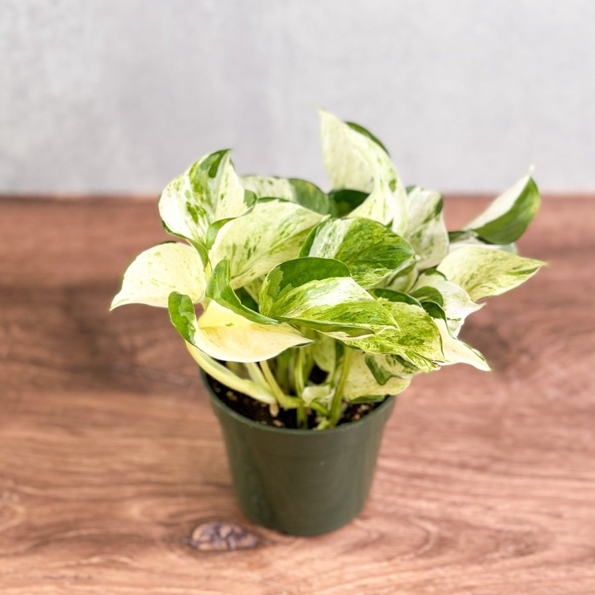  Epipremnum Aureum ‘Manjula’ Pothos - Rare Variegated Indoor Vine