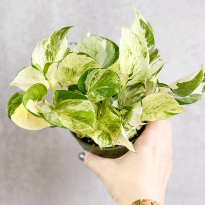  Epipremnum Aureum ‘Manjula’ Pothos - Rare Variegated Indoor Vine