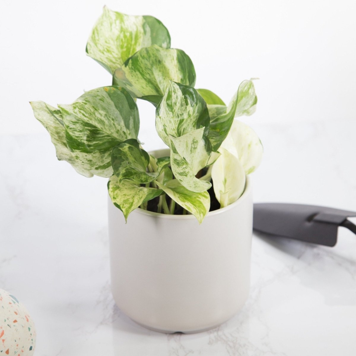  Epipremnum Aureum ‘Manjula’ Pothos - Rare Variegated Indoor Vine