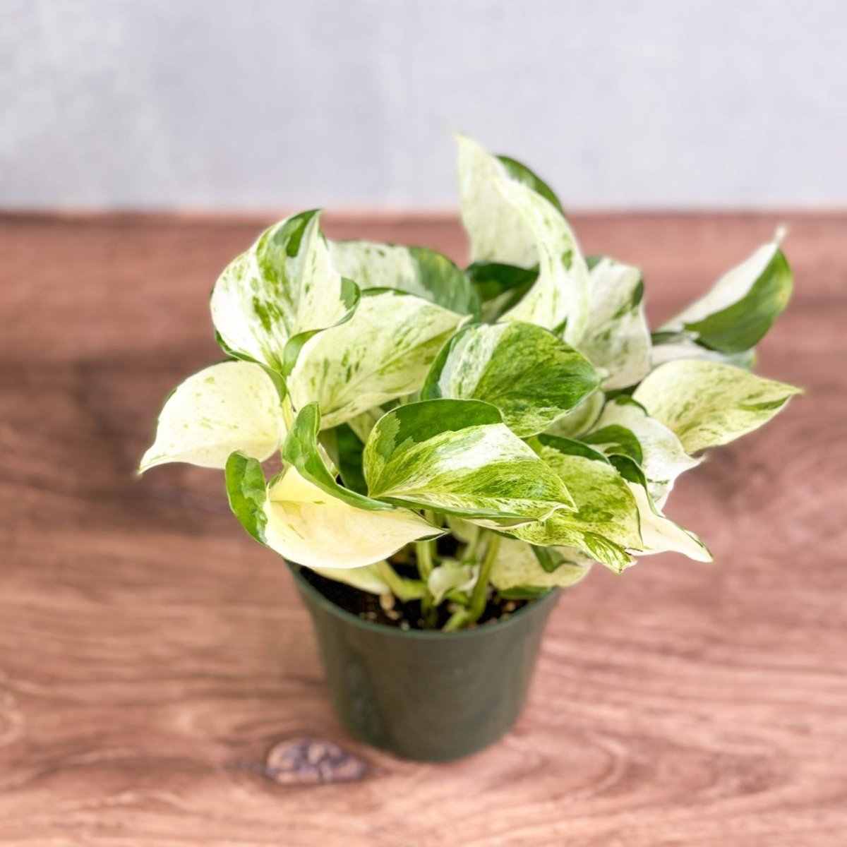  Epipremnum Aureum ‘Manjula’ Pothos - Rare Variegated Indoor Vine