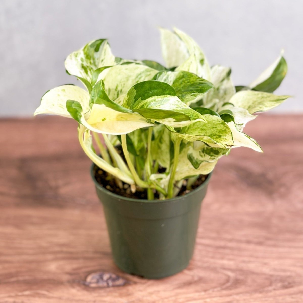  Epipremnum Aureum ‘Manjula’ Pothos - Rare Variegated Indoor Vine