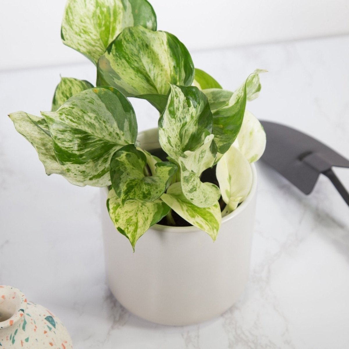  Epipremnum Aureum ‘Manjula’ Pothos - Rare Variegated Indoor Vine