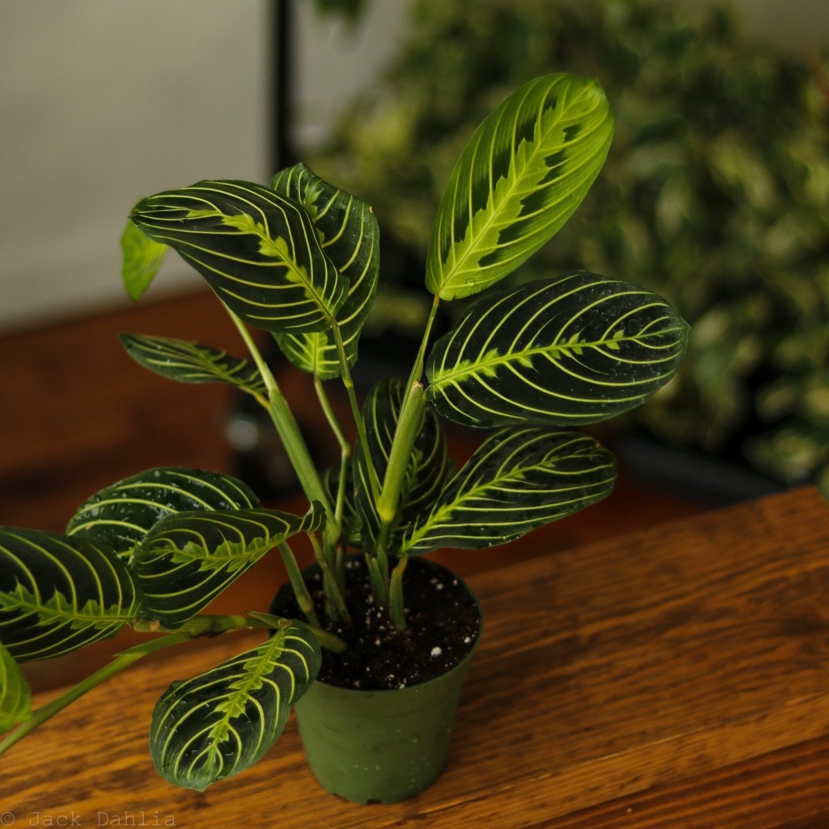  Maranta Leuconeura 'Lemon Prayer Plant'