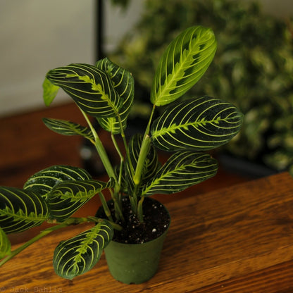  Maranta Leuconeura 'Lemon Prayer Plant'
