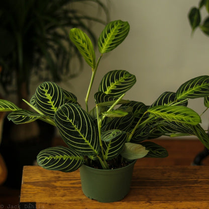  Maranta Leuconeura 'Lemon Prayer Plant'