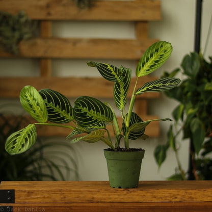  Maranta Leuconeura 'Lemon Prayer Plant'
