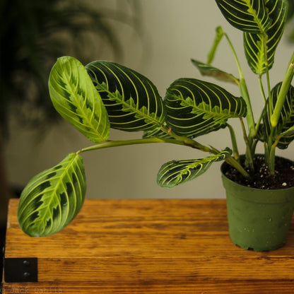  Maranta Leuconeura 'Lemon Prayer Plant'