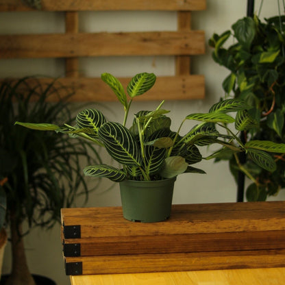  Maranta Leuconeura 'Lemon Prayer Plant'