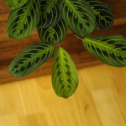  Maranta Leuconeura 'Lemon Prayer Plant'