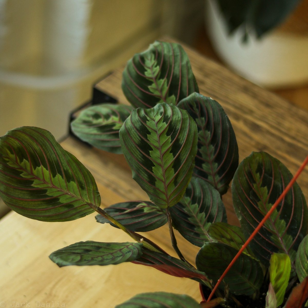  Maranta Leuconeura 'Red Prayer Plant' - Various Sizes