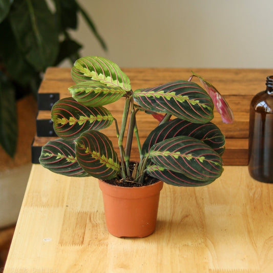  Maranta Leuconeura 'Red Prayer Plant' - Various Sizes