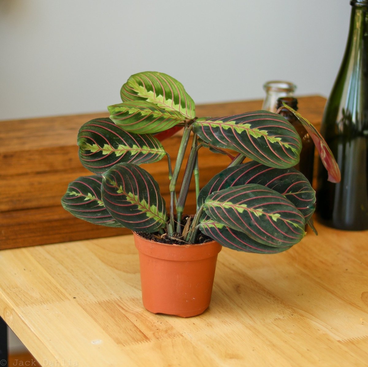  Maranta Leuconeura 'Red Prayer Plant' - Various Sizes