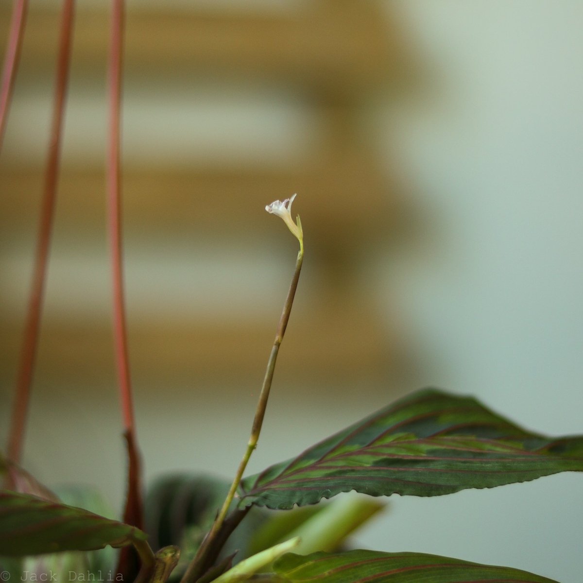  Maranta Leuconeura 'Red Prayer Plant' - Various Sizes