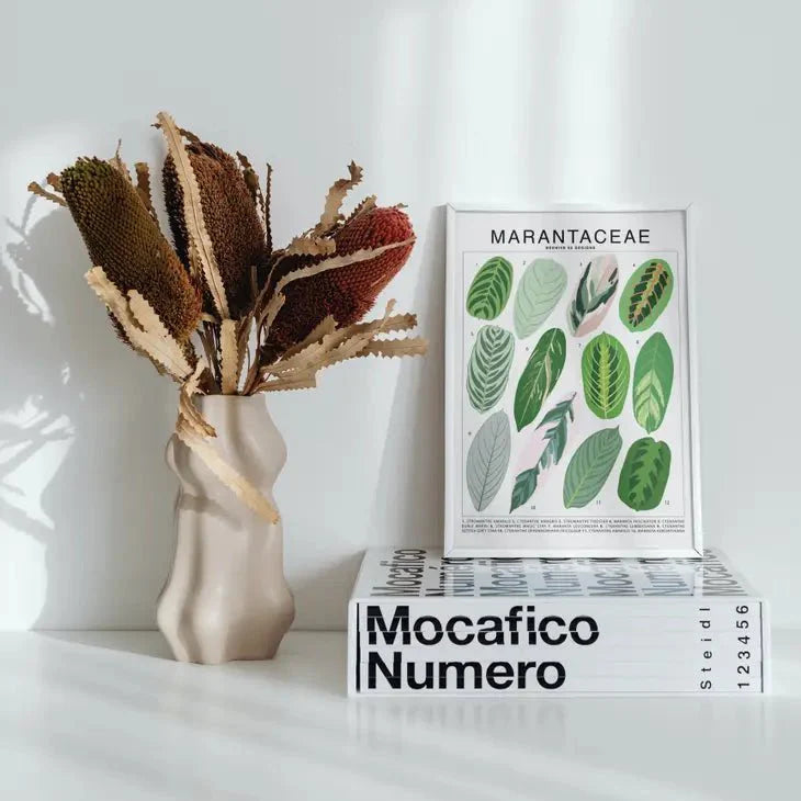  Marantaceae Species ID Chart -Botanical Houseplant Art Print