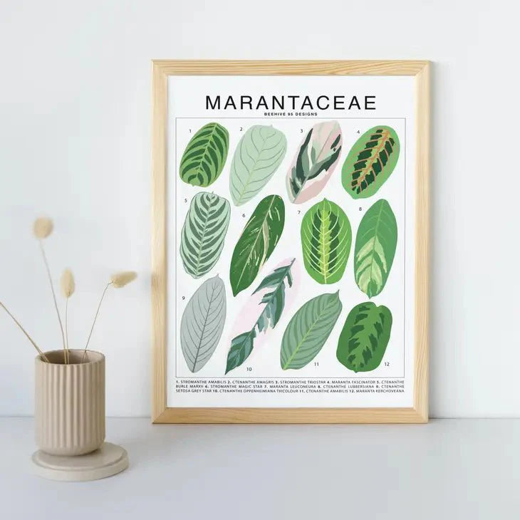  Marantaceae Species ID Chart -Botanical Houseplant Art Print