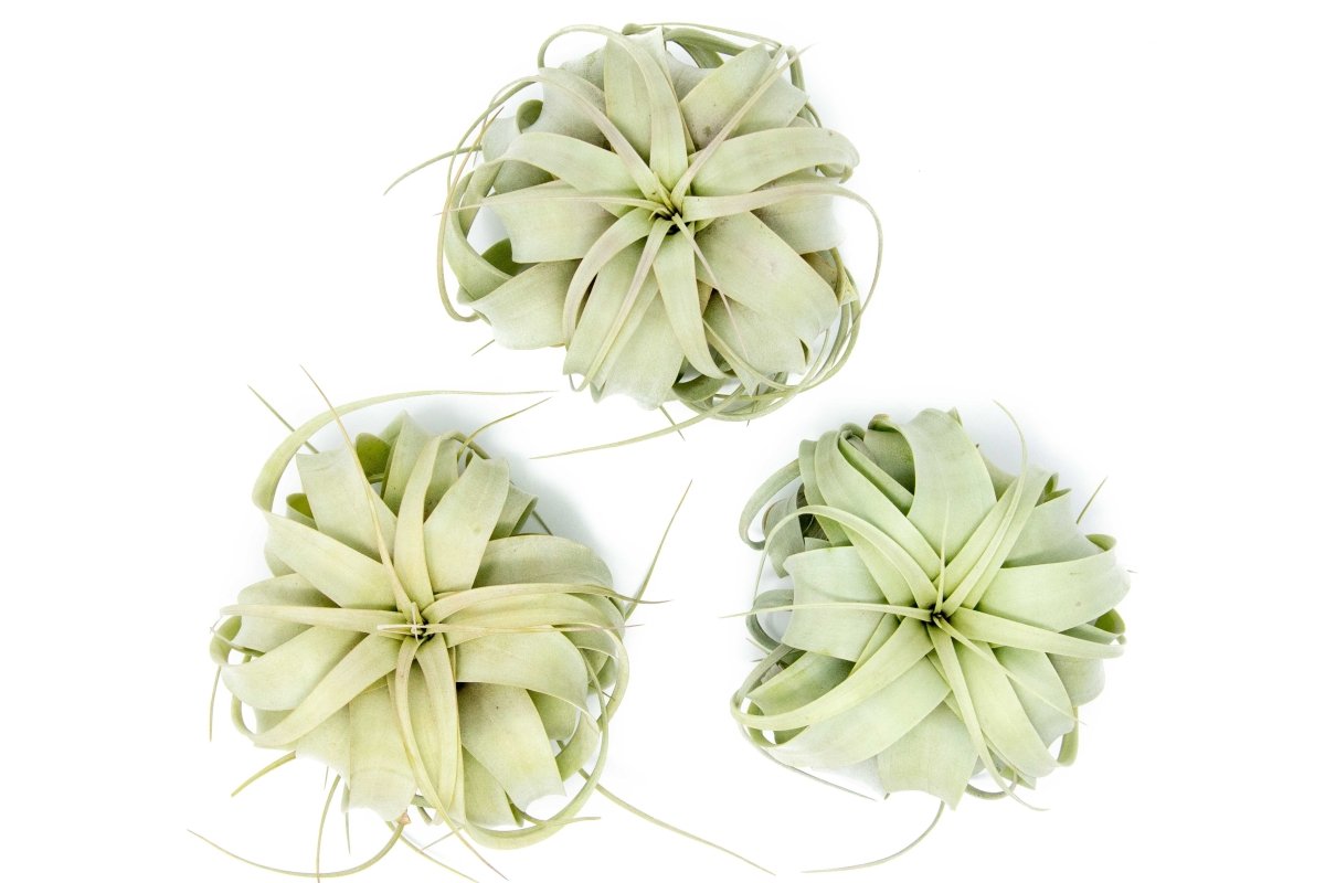  Medium TillandsiaXerographica Air Plant / 5-6 Inches Wide
