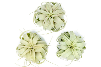  Medium TillandsiaXerographica Air Plant / 5-6 Inches Wide