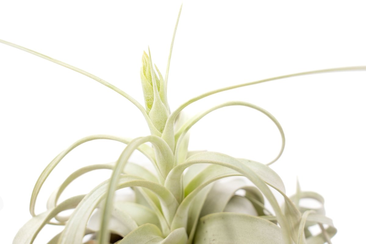  Medium TillandsiaXerographica Air Plant / 5-6 Inches Wide