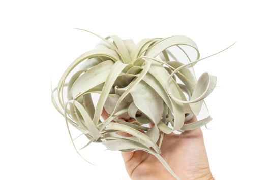  Medium TillandsiaXerographica Air Plant / 5-6 Inches Wide