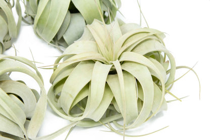  Medium TillandsiaXerographica Air Plant / 5-6 Inches Wide