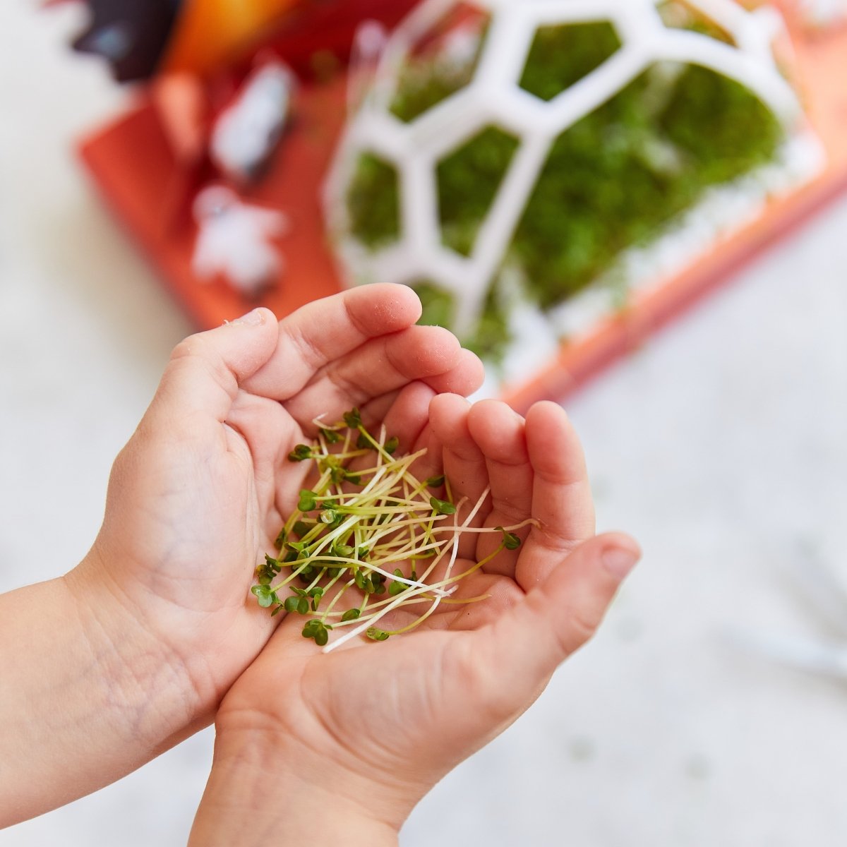  Microgreens Pop-Up Kit
