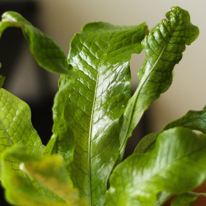  Microsorum Musifolium ‘Crocodile Fern’ - Various Sizes