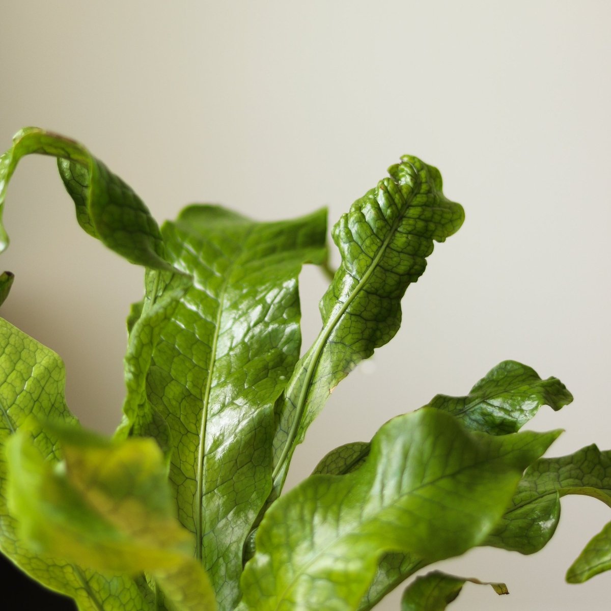  Microsorum Musifolium ‘Crocodile Fern’ - Various Sizes