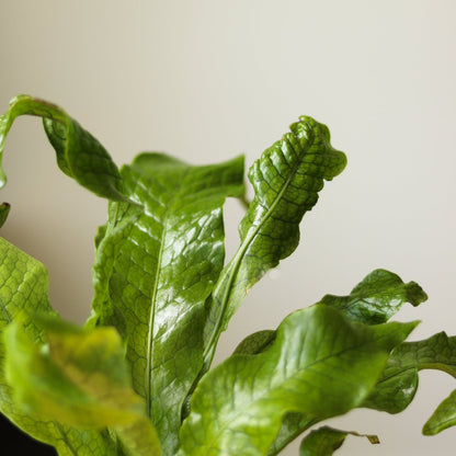  Microsorum Musifolium ‘Crocodile Fern’ - Various Sizes