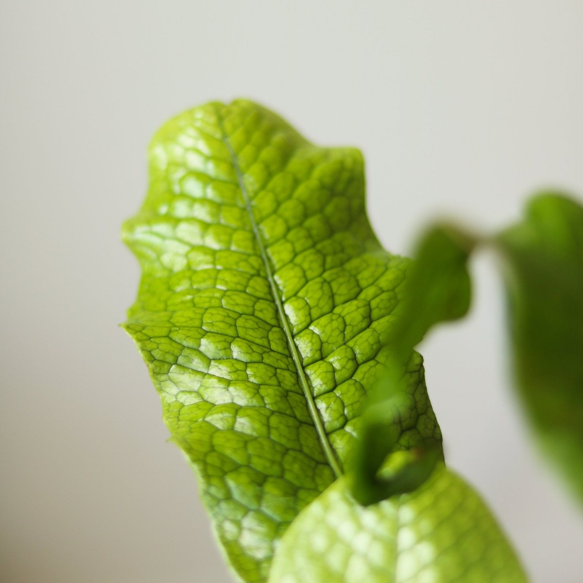  Microsorum Musifolium ‘Crocodile Fern’ - Various Sizes