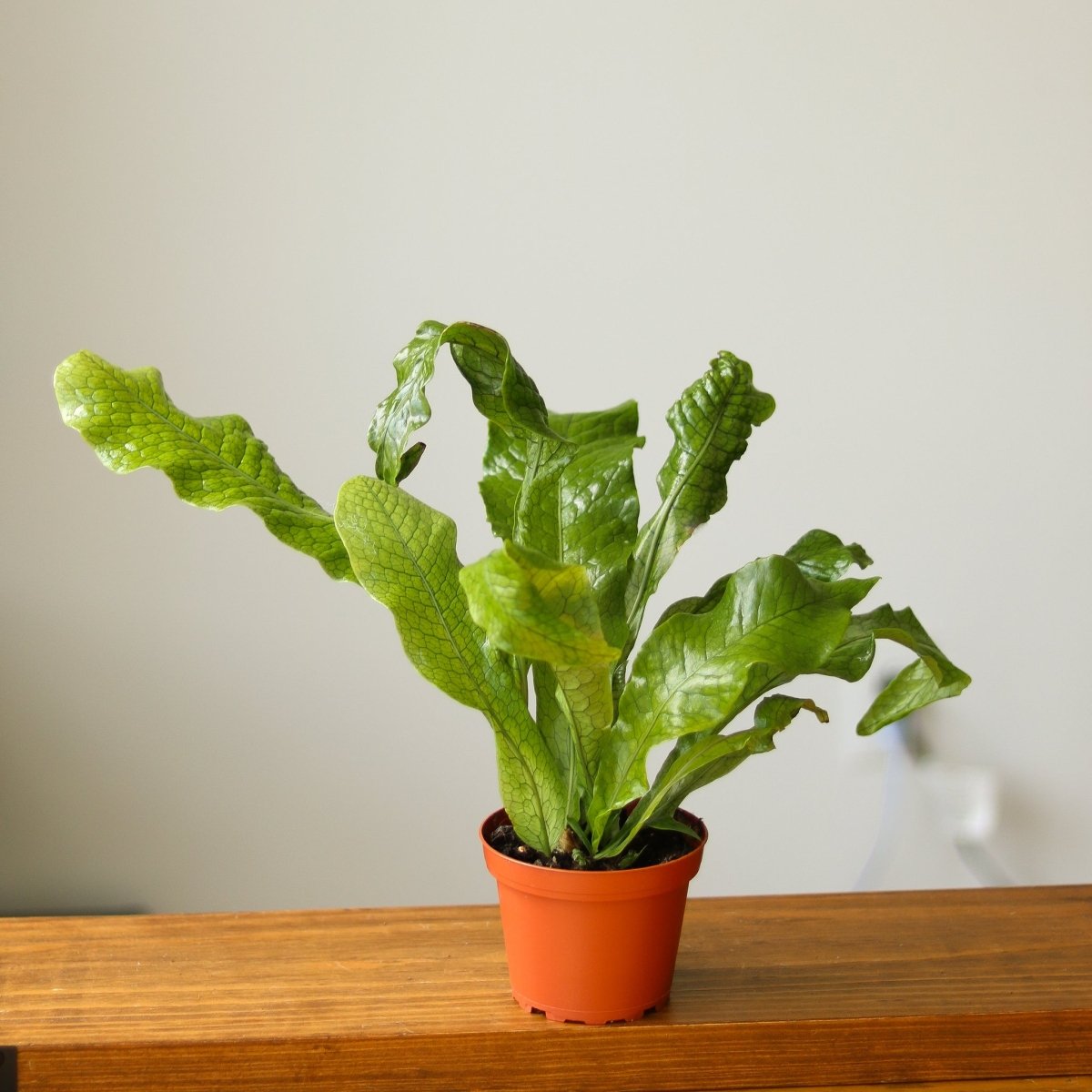  Microsorum Musifolium ‘Crocodile Fern’ - Various Sizes
