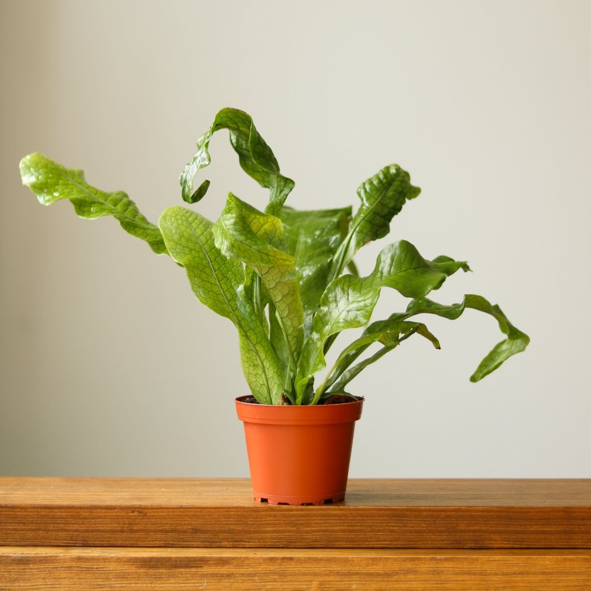  Microsorum Musifolium ‘Crocodile Fern’ - Various Sizes