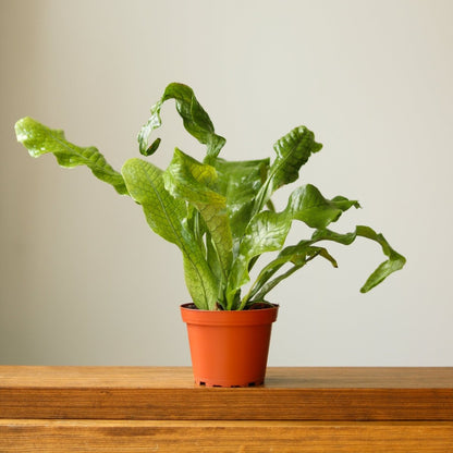  Microsorum Musifolium ‘Crocodile Fern’ - Various Sizes