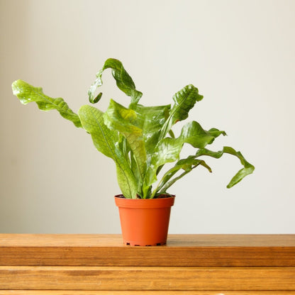  Microsorum Musifolium ‘Crocodile Fern’ - Various Sizes