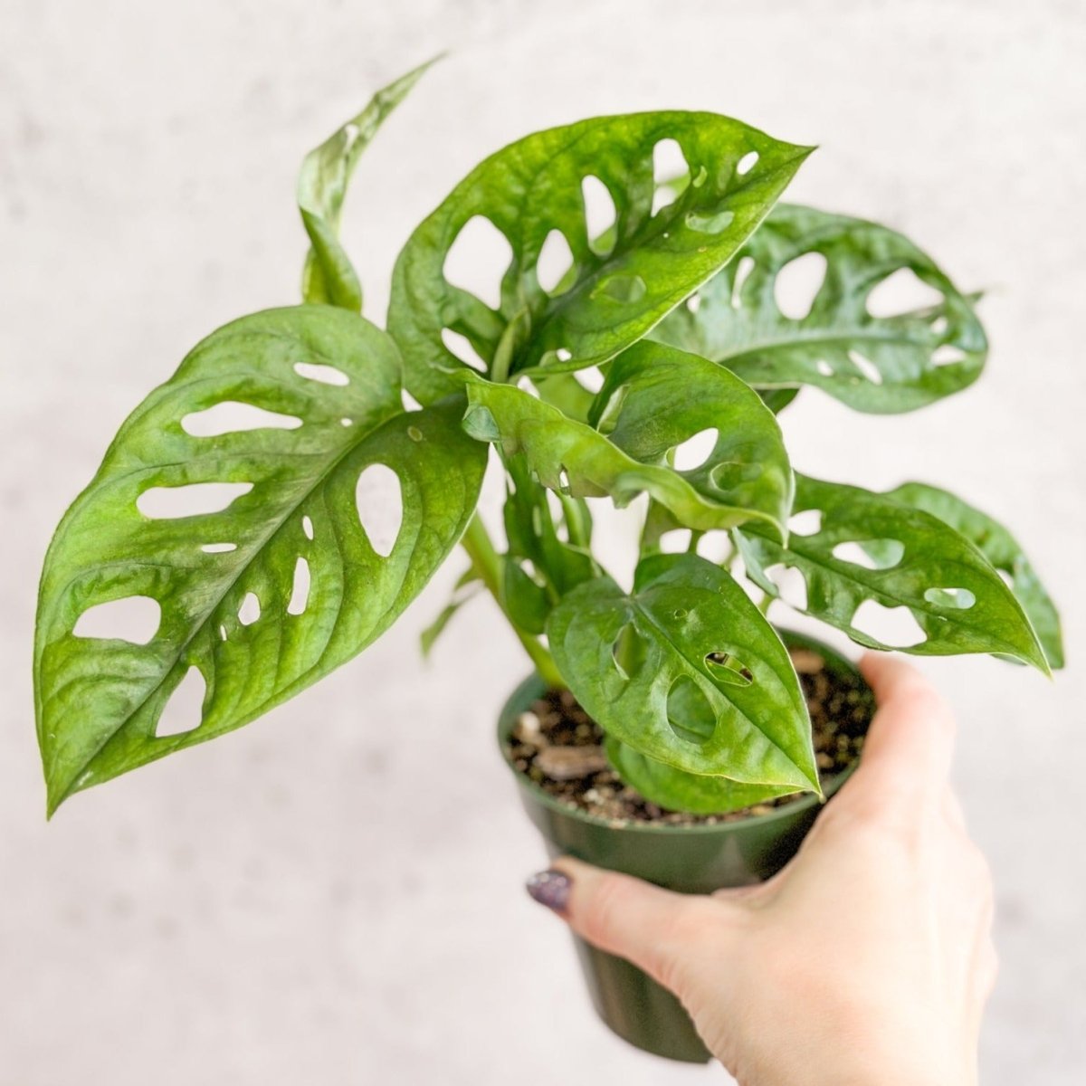  Monstera Adansonii Swiss Cheese Plant