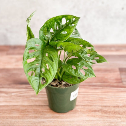  Monstera Adansonii Swiss Cheese Plant