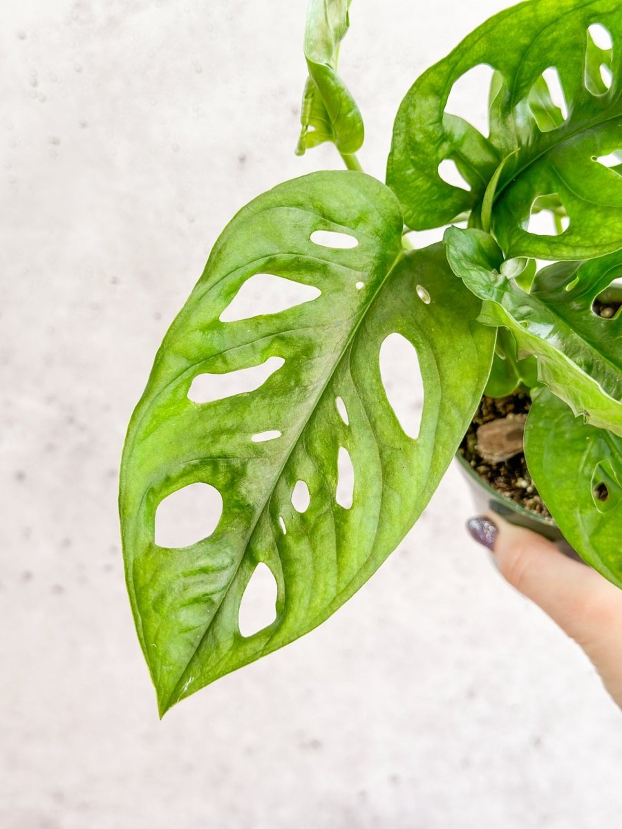  Monstera Adansonii Swiss Cheese Plant