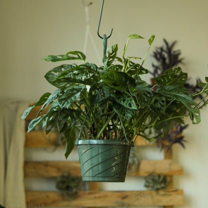  Monstera Adansonii Swiss Cheese Plant