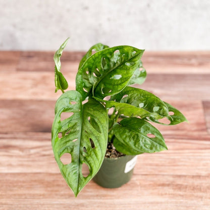  Monstera Adansonii Swiss Cheese Plant