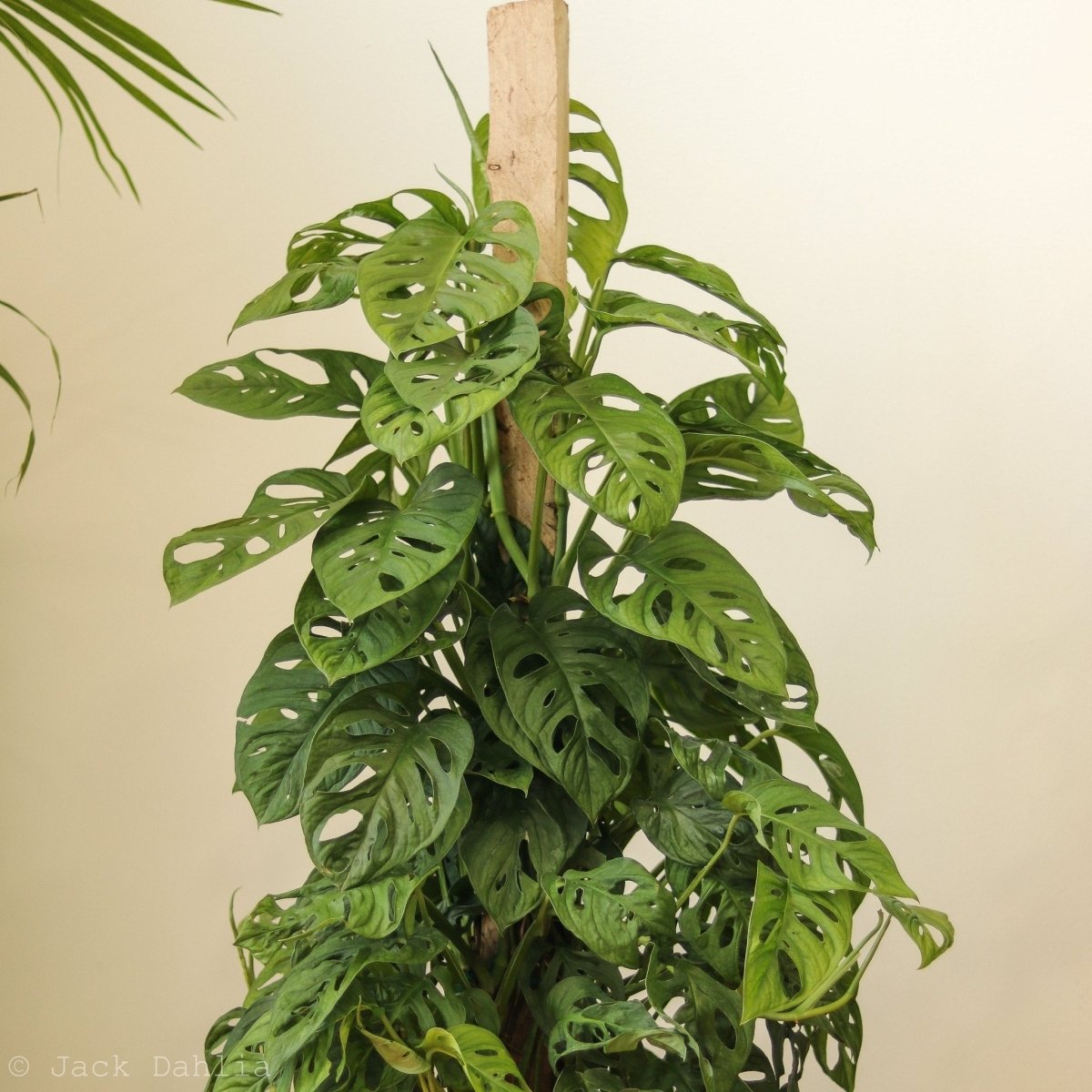  Monstera Adansonii Swiss Cheese Plant