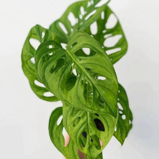  Monstera Adansonii 'Wide Form' 4.5 Inch