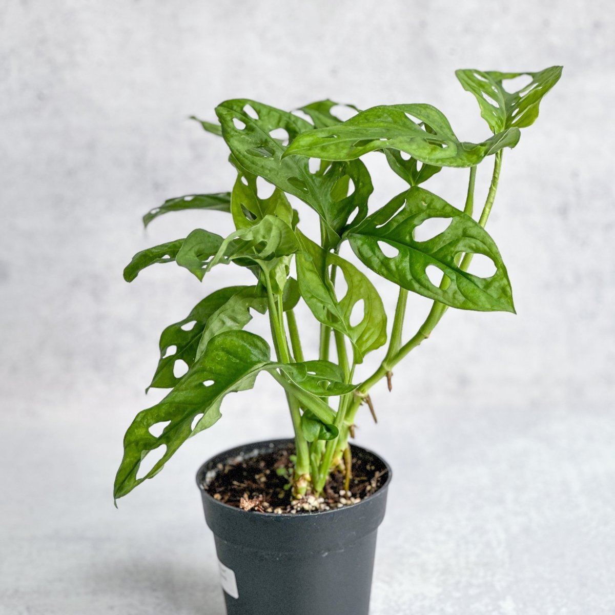  Monstera Adansonii 'Wide Form' 4.5 Inch