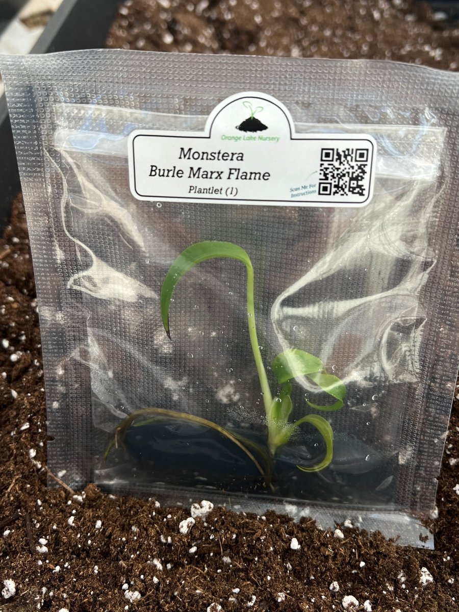  Monstera Burle Marx Flame Plantlet