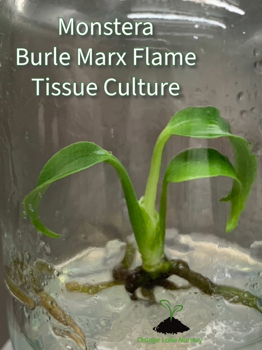  Monstera Burle Marx Flame Plantlet