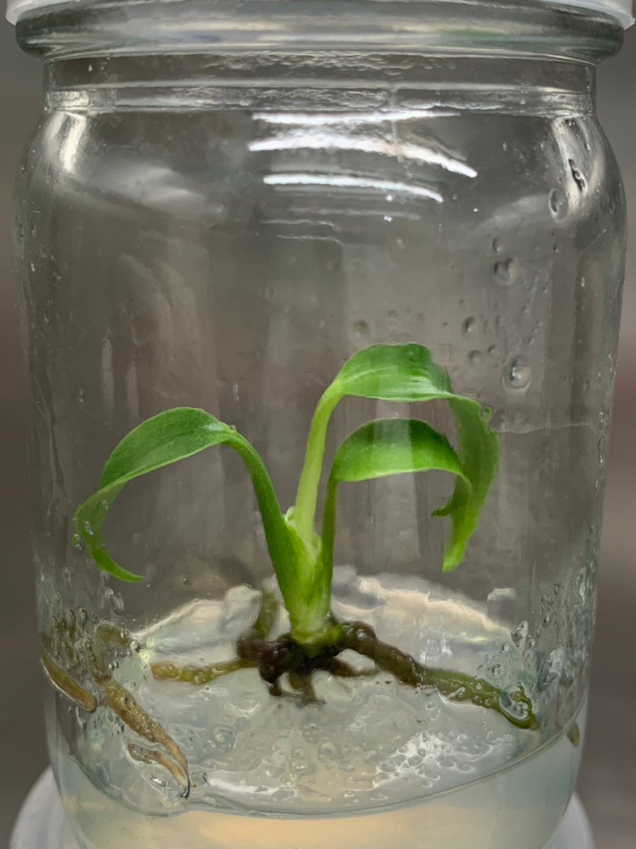  Monstera Burle Marx Flame Plantlet