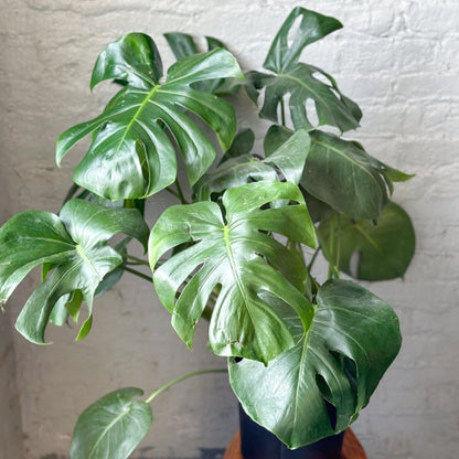  Monstera Deliciosa Floor Plant
