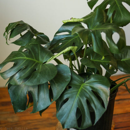  Monstera Deliciosa Floor Plant