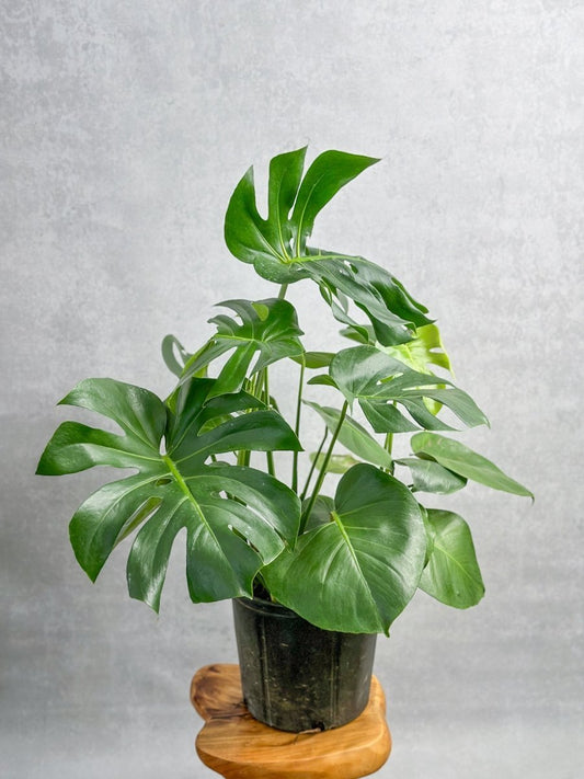  Monstera Deliciosa Floor Plant